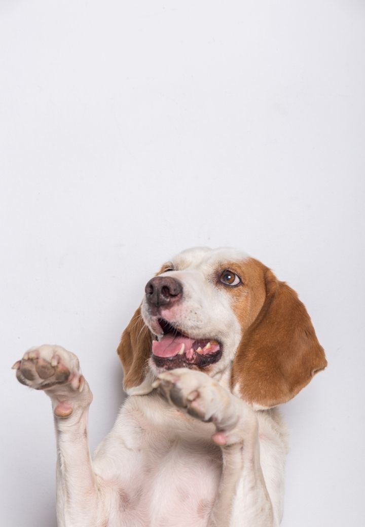 August Itchy Awareness Month: How a Veterinarian in St. Charles Can Help